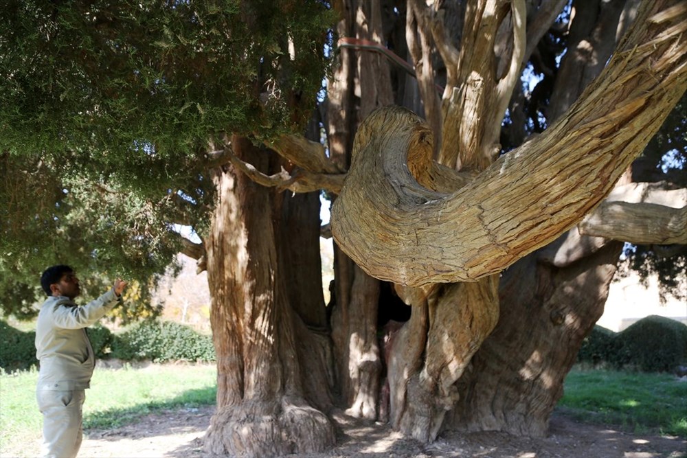 İran'ın en yaşlı ağacı Dünya Mirası Listesi'ne girmeyi bekliyor - 8