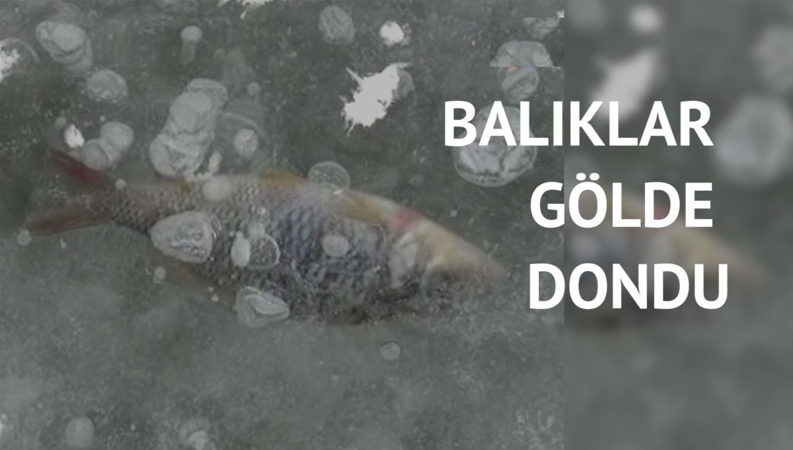 Binlerce inci kefali ve sazan telef oldu