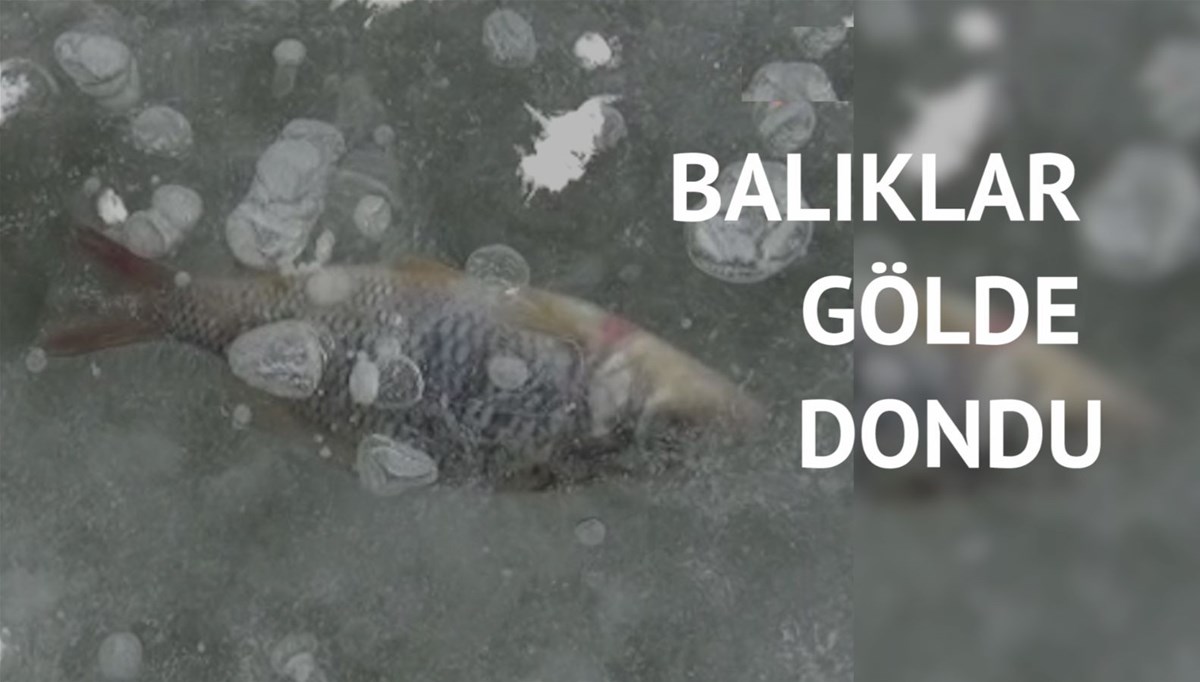 Binlerce inci kefali ve sazan telef oldu