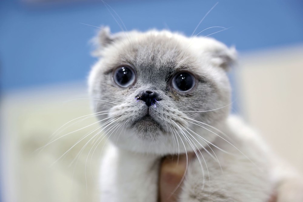 Kediye burun estetiği yapıldı - 2