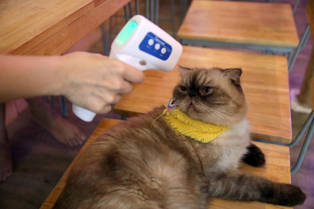 Tayland�daki Kedi Cafe karantina sonrası tekrar açıldı NTV