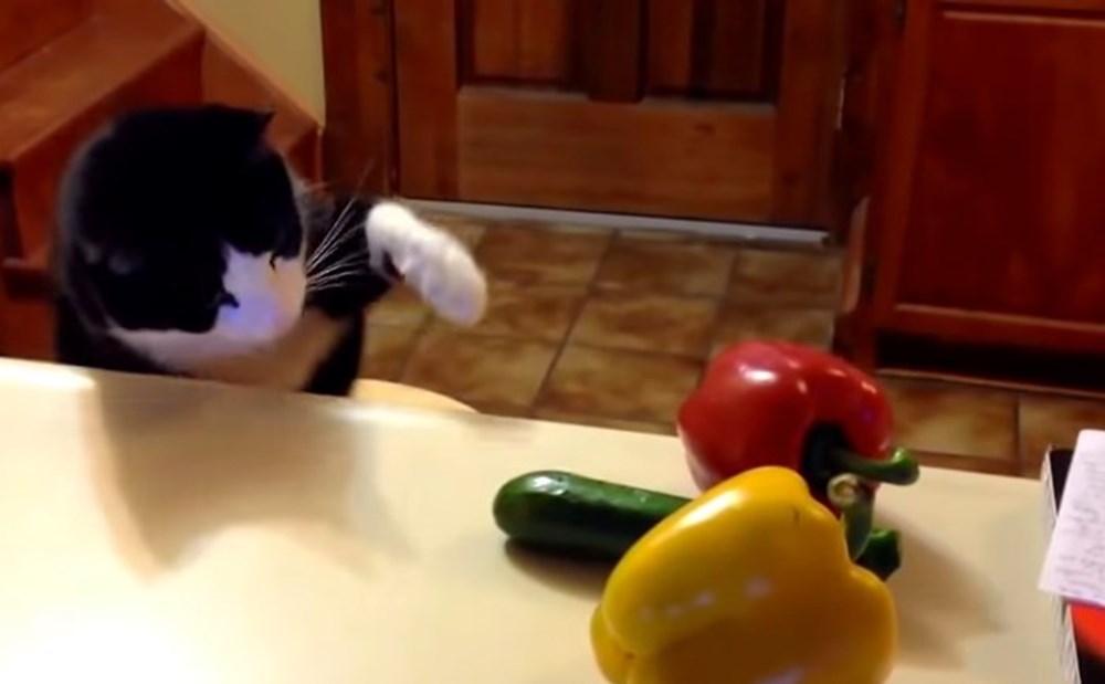 Kediler salatalıktan neden korkuyor? Magazin Haberleri NTV