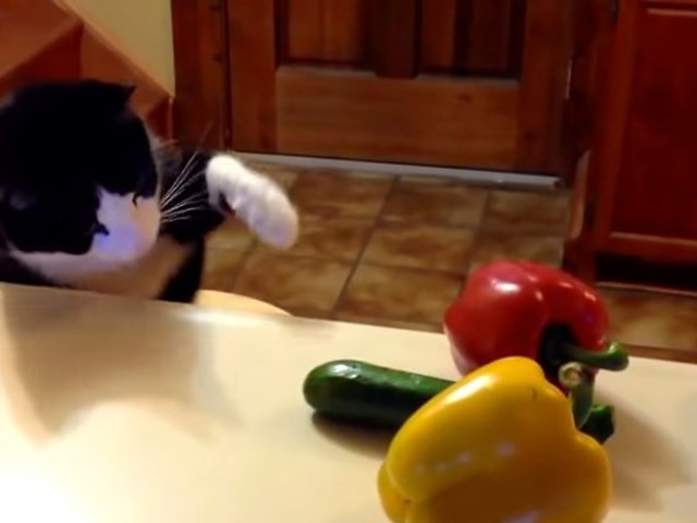 kediler salataliktan neden korkuyor