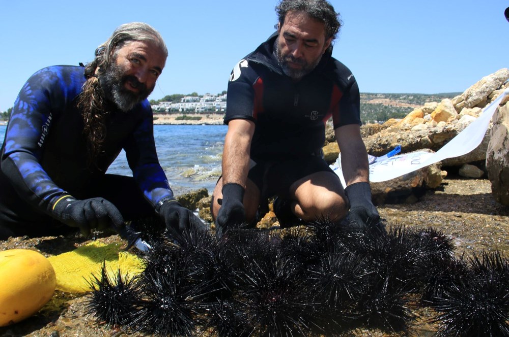 Akdeniz'de dikenli zehirli deniz kestanesi istilası - 1