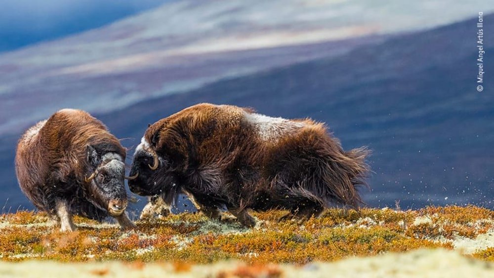 Yılın Vahşi Yaşam Fotoğrafı finalistleri belli oldu (Wildlife Photographer of the Year) - 19
