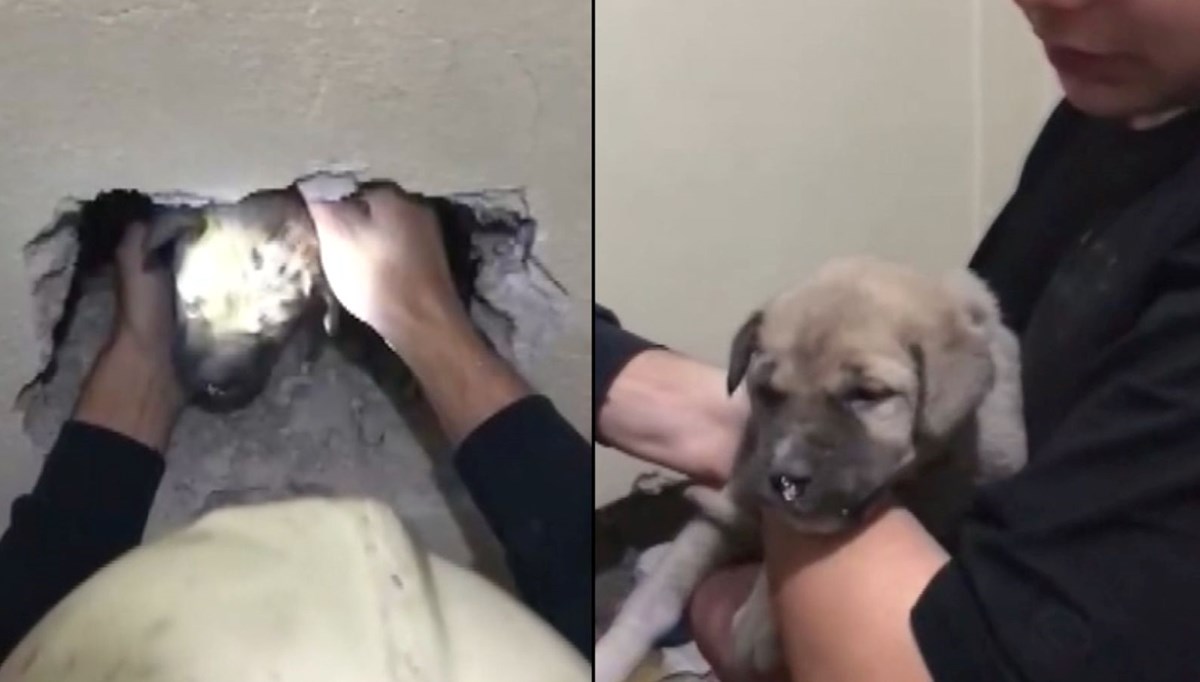 İki bina arasına sıkışan yavru köpeği itfaiye kurtardı