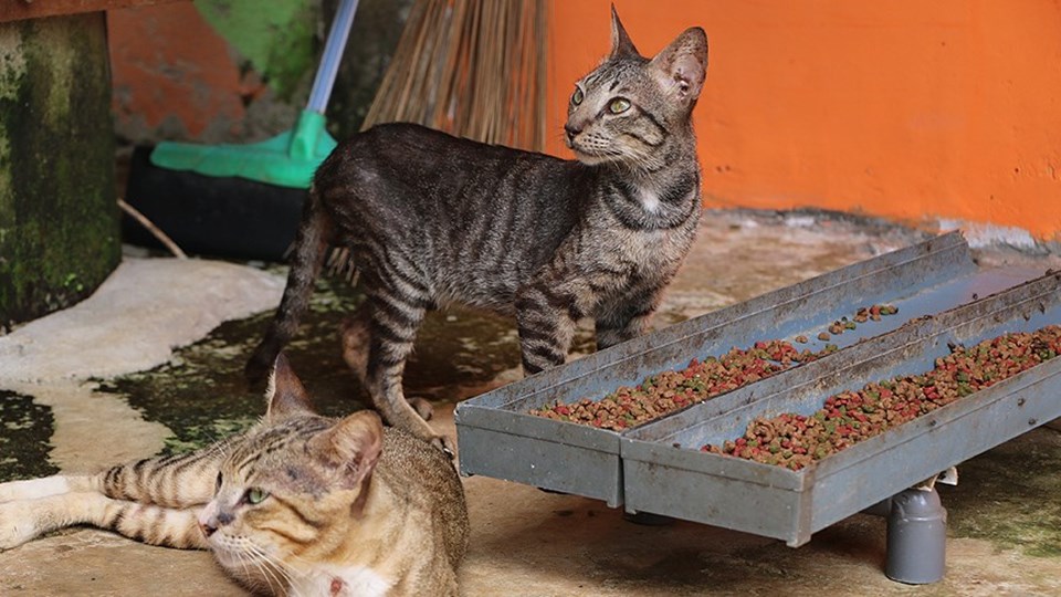 Kedi sevgisi yuva sahibi yaptı NTV