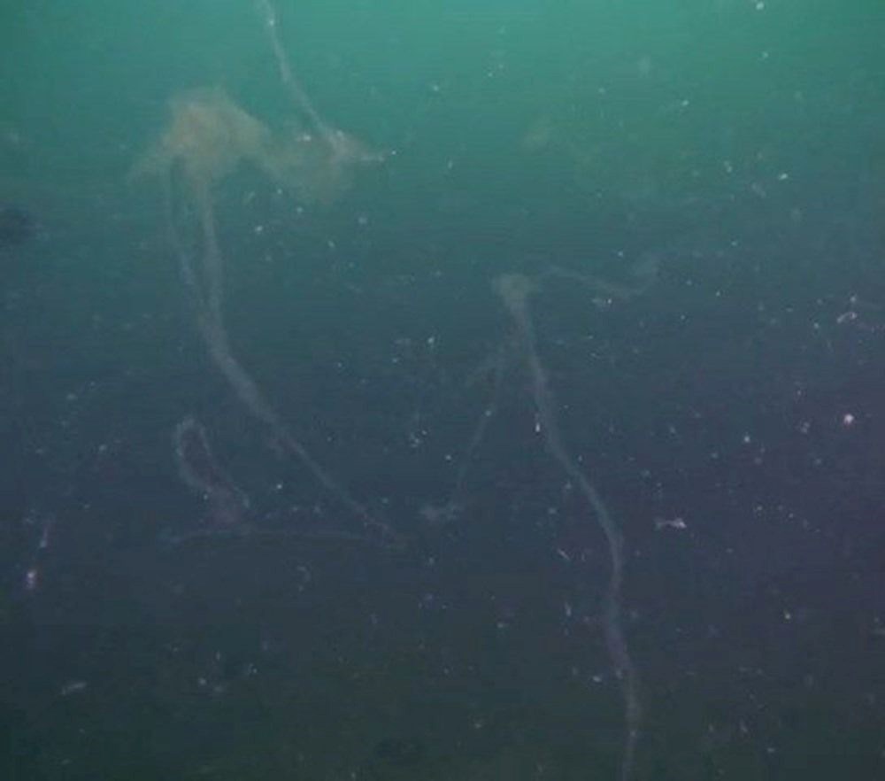 Marmara Denizi'ndeki sessiz tehlike için bakanlık harekete geçti - 5