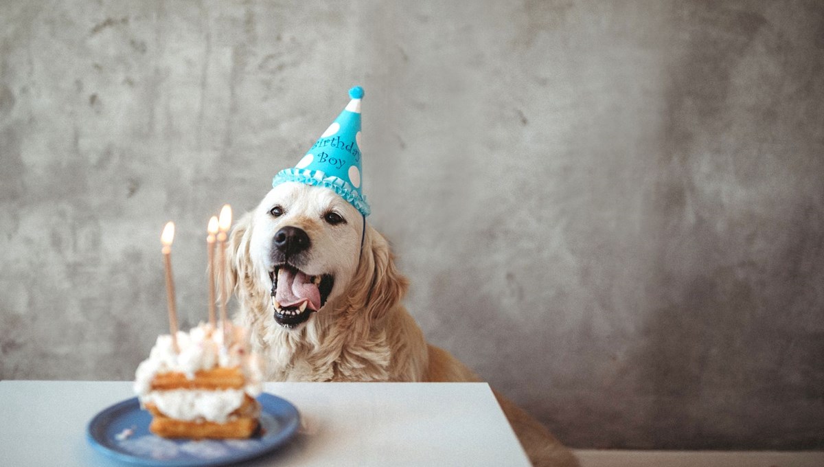 KÃ¶pekler insan yÄ±lÄ±yla gerÃ§ekten kaÃ§ yaÅÄ±nda? AraÅtÄ±rmacÄ±lardan ezber bozan yeni formÃ¼l