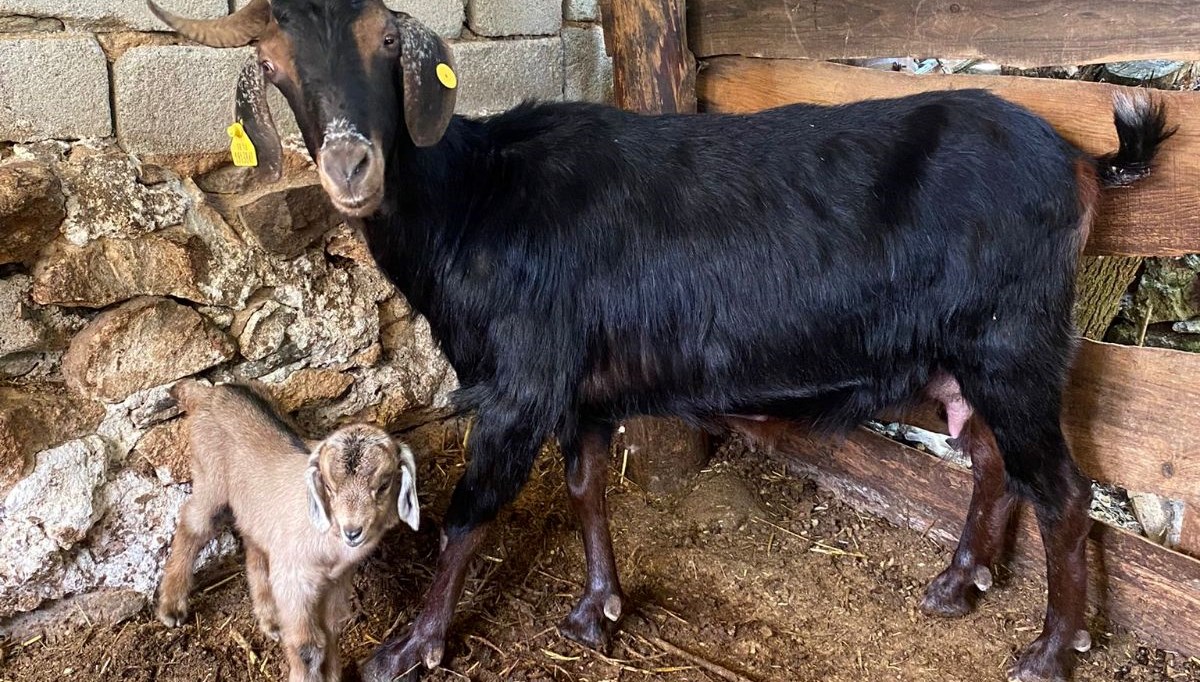 Bursa'da kurbanlık olarak alınan keçi doğum yapınca kesilmekten kurtuldu