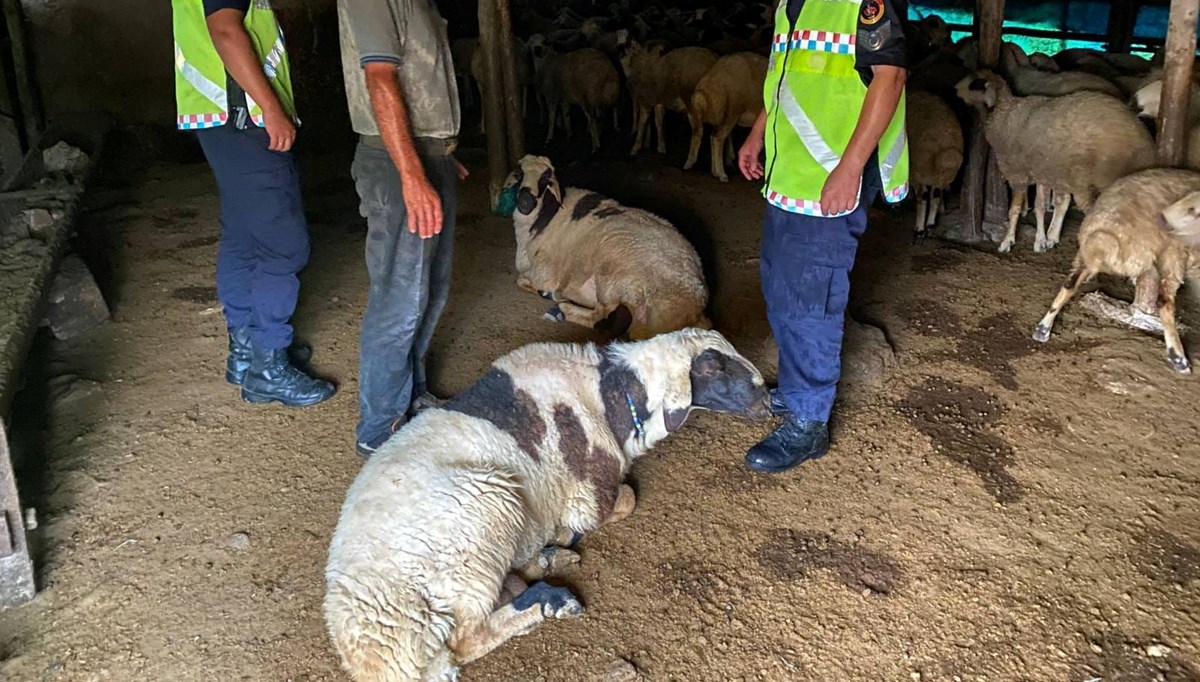 Kırşehir'de çalıntı küçükbaş operasyonu: Hem karadan hem dron ile arandı