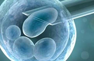 embriyo kulturunden genetik tani tup