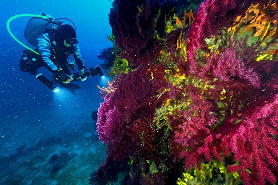 Su altı sanatçıları Ayvalık'ın kırmızı mercanlarını görüntüledi - 1