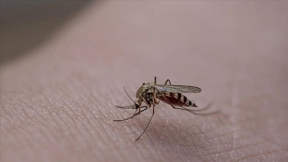 Sağlık Bakanlığı'ndan sivrisinekten korunma rehberi - 4