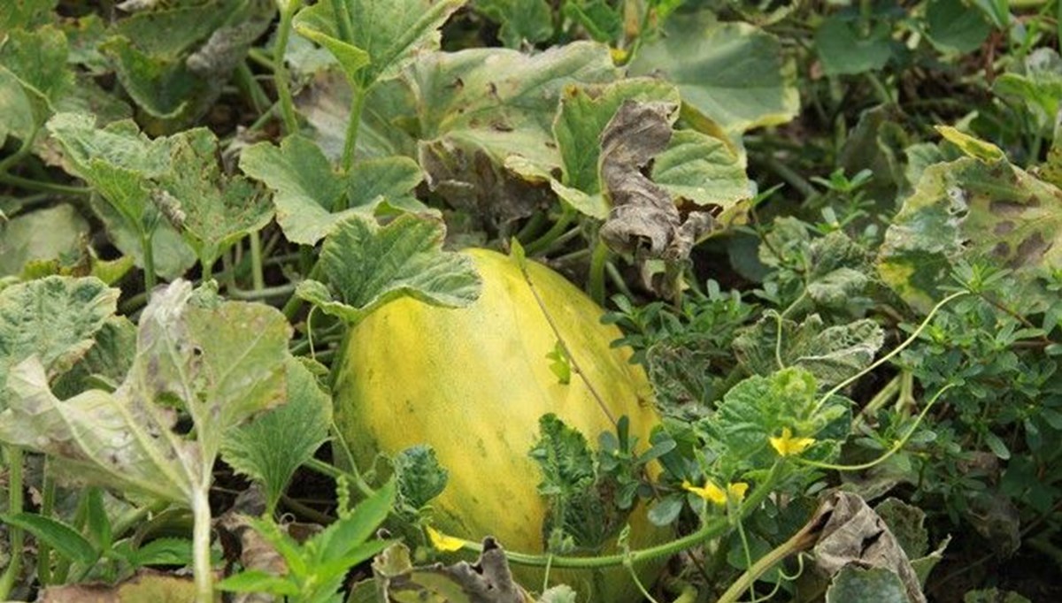 Kavunun bu faydasını duyan inanamıyor! Doğrudan retinayı güçlendiriyor Kavunun bu faydasını duyan inanamıyor! Doğrudan retinayı güçlendiriyor