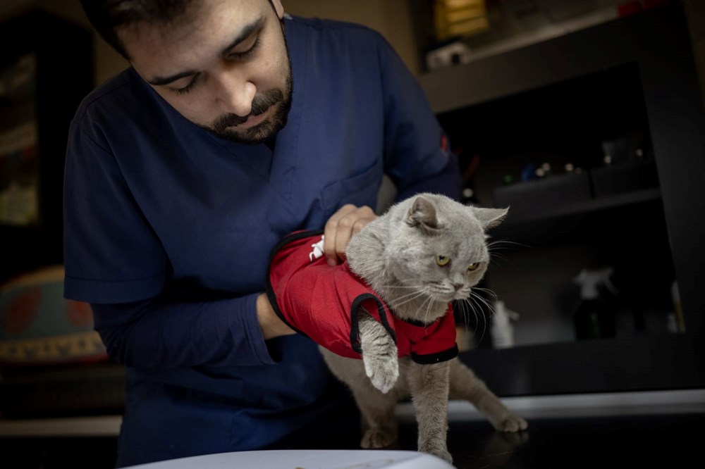 Obezken ünlenen kedi Şiraz'ın çilesi bitmiyor: Şimdi de sahipsiz kaldı - 6