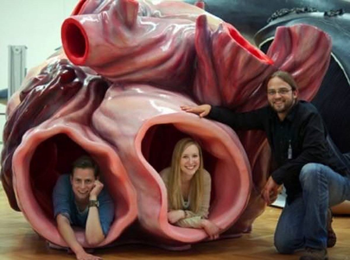 Сердце синего кита весит семьсот килограммов. Самое большое сердце кита.