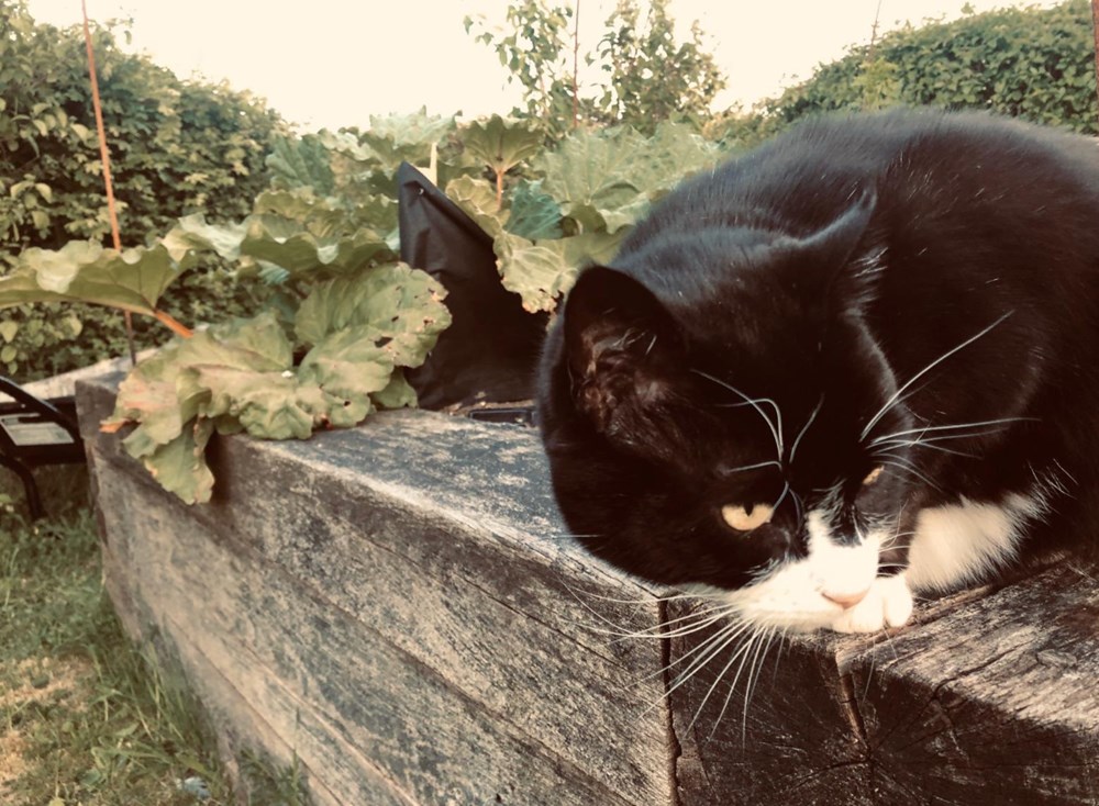 Diplomat kedi
Palmerston İngiltere Dışişleri Bakanlığı’ndan emekli oldu - 10