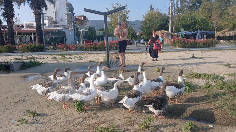 Şartlı tahliye edilen kazlar tatilcilerin ilgi odağı oldu - 3