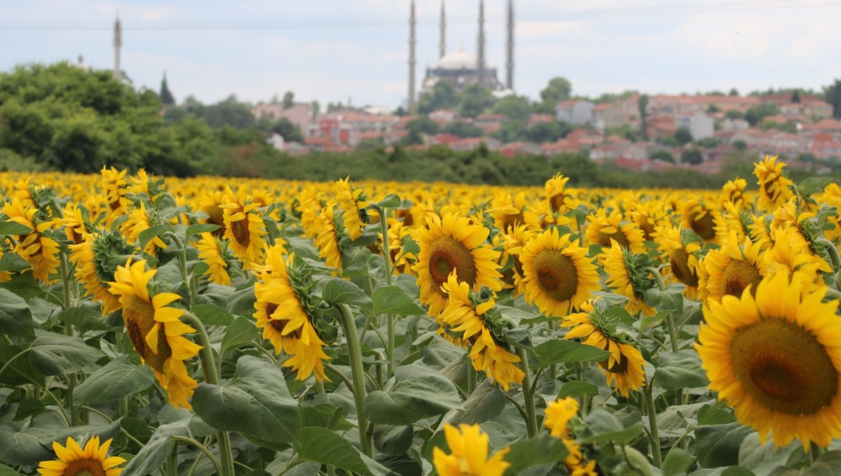 Aşırı sıcaklar ve kuraklık ayçiçeğini vurdu