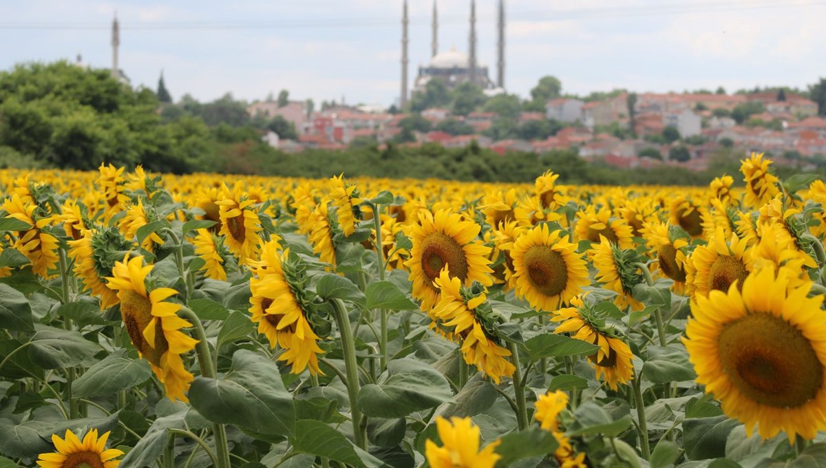 Aşırı sıcaklar ve kuraklık ayçiçeğini vurdu Aşırı sıcaklar ve kuraklık ayçiçeğini vurdu