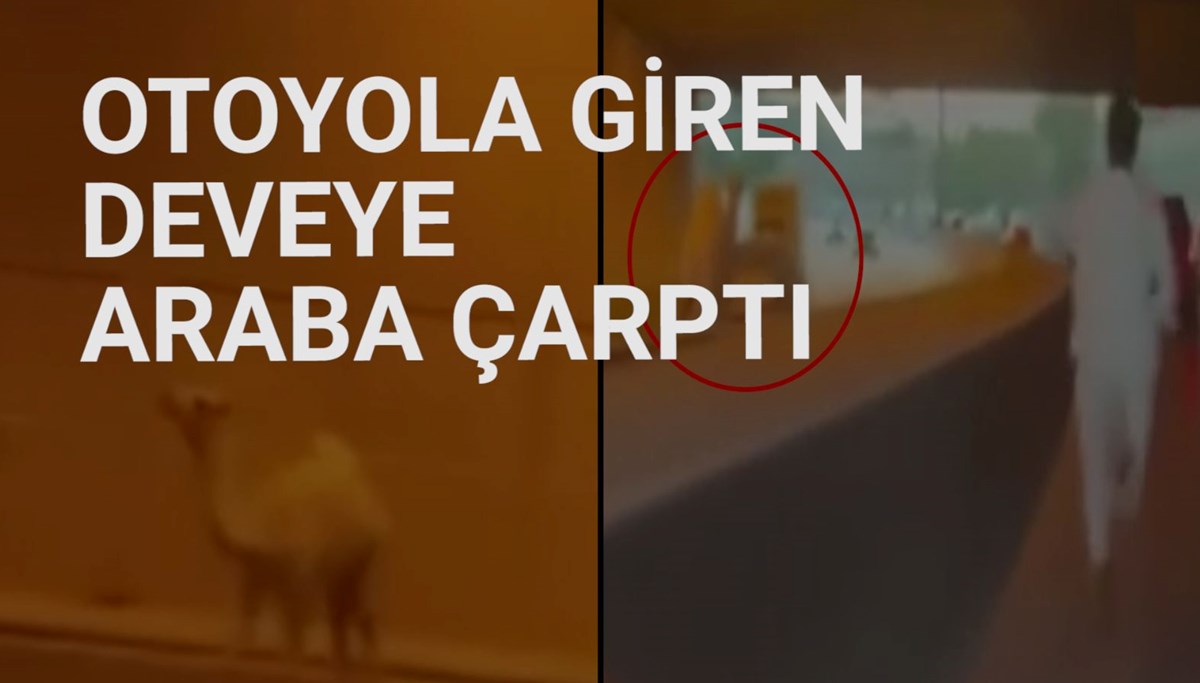 Suudi Arabistan’da otoyola giren deve trafiği birbirine kattı Suudi Arabistan’da otoyola giren deve trafiği birbirine kattı