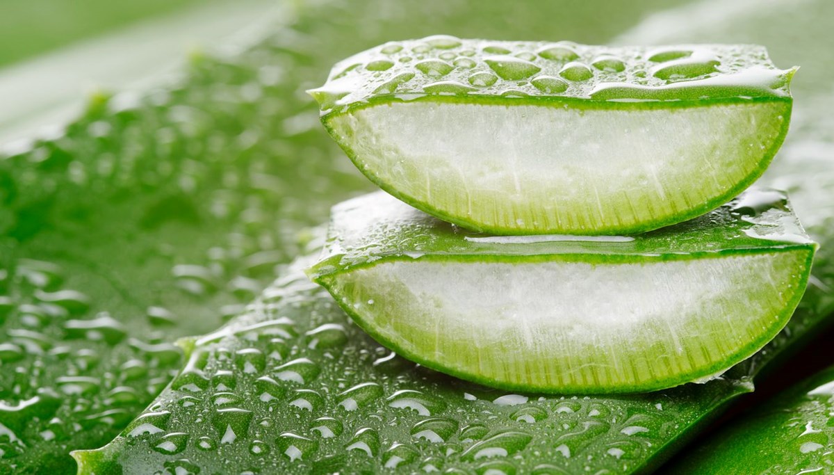 Neden düzenli olarak aloe vera yemelisiniz? En çok aranan doğal kaynak Neden düzenli olarak aloe vera yemelisiniz? En çok aranan doğal kaynak
