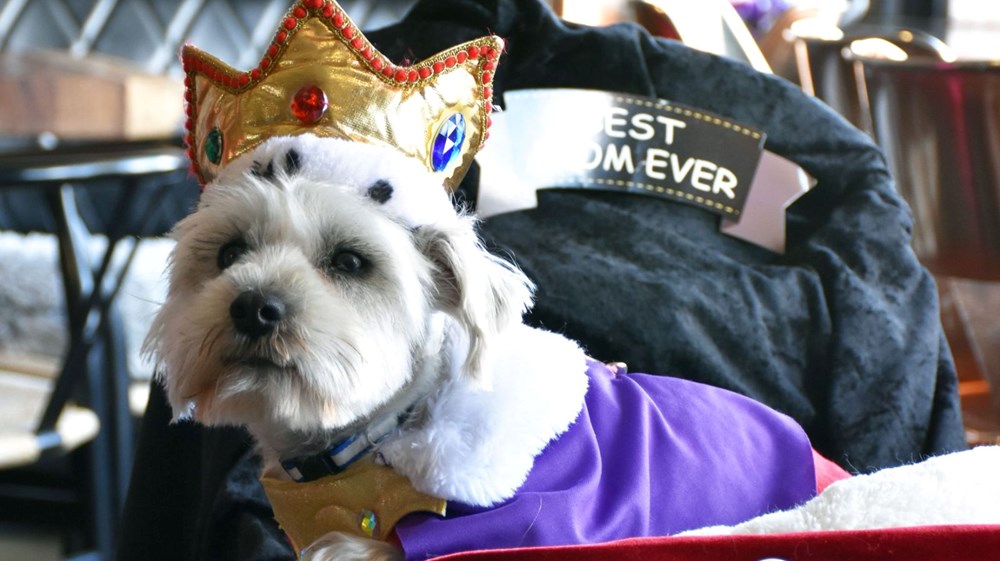 ABD'de en iyi kostümlü köpek yarışması düzenlendi - 4