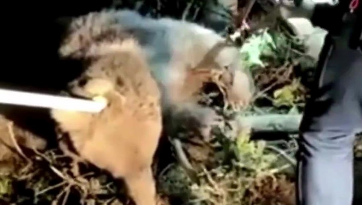 Düzce'de ayı dikenli tellerde mahsur kaldı Düzce'de ayı dikenli tellerde mahsur kaldı