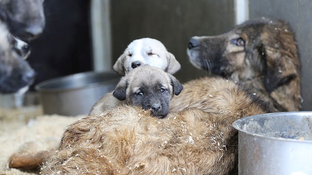 Sahipsiz köpek düzenlemesi: Teklif Genel Kurul'dan geçerek yasalaştı - 13