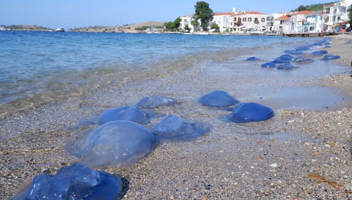 Foça plajlarında denizanası istilası Foça plajlarında denizanası istilası