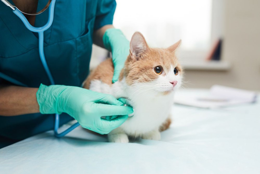 Kedilerde yüzde 70 ölümle sonuçlanan hastalığa neden olan kuru mama geri çağrıldı: 2 ayda en az 130 kediyi öldürdü - 4