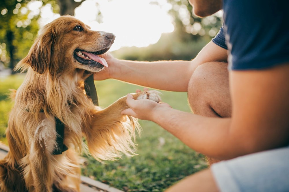 Araştırmalara
göre insanlar köpeklerini kişilik özelliklerine göre seçiyor - 3