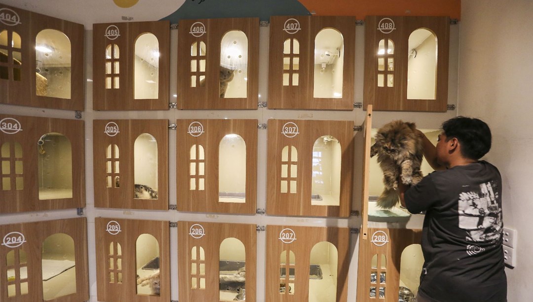 Endonezya’nın başkenti Cakarta'daki kedi oteli