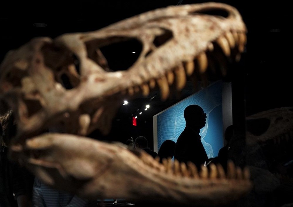 Bilinen tek yavru TRex fosili satışa çıktı NTV