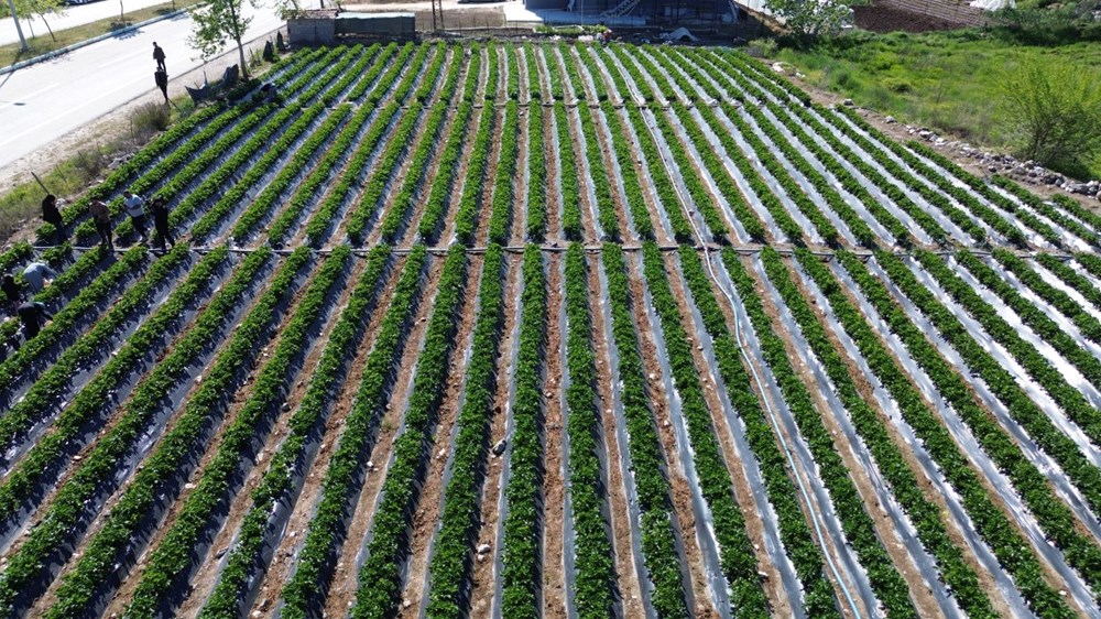 Ünü Türkiye sonlarını aştı: Bereketli hasat başladı 76 wNOxXb57YkOujHcX Vsjw