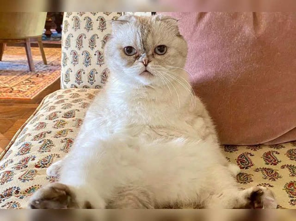 Kedisi, sevgilisinden daha çok kazanıyor! Taylor Swift servetine servet kattı - 5