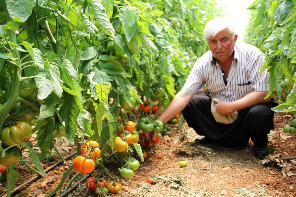 Yeni yerli domates "Yükselköy F1" tanıtıldı - 1