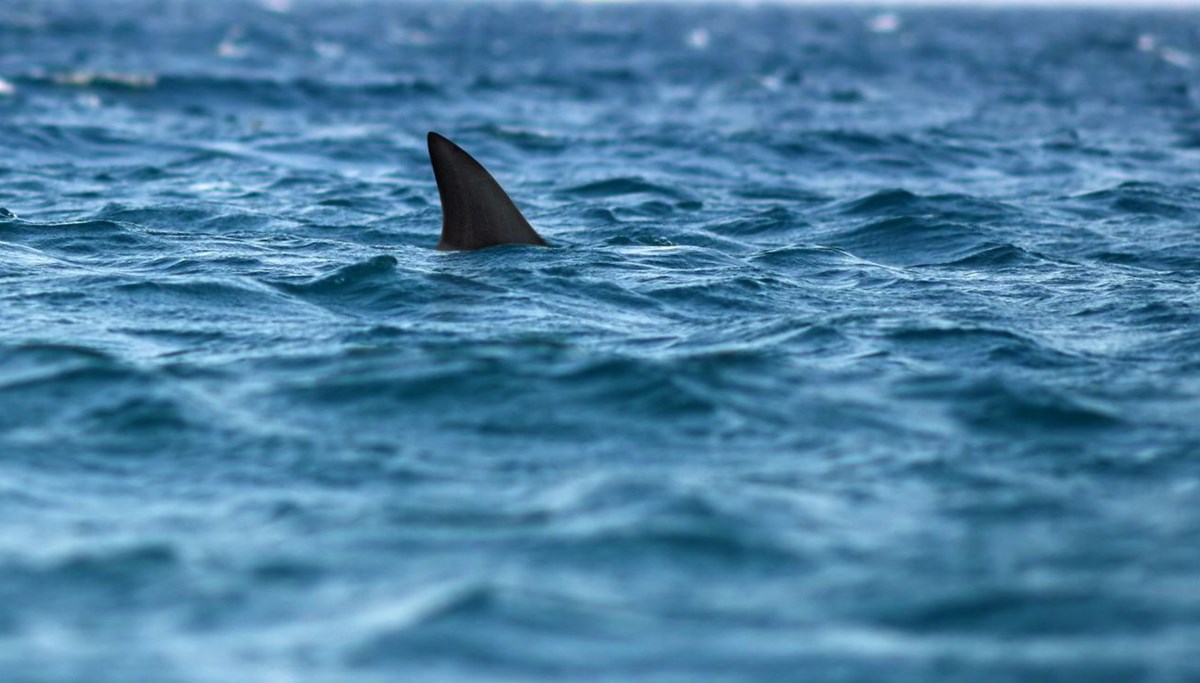 New York'ta köpekbalığı tehlikesine drone önlemi