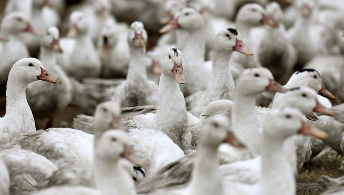 Güney Kore’de kuş gribi salgını: 24 bin ördek itlaf edilecek