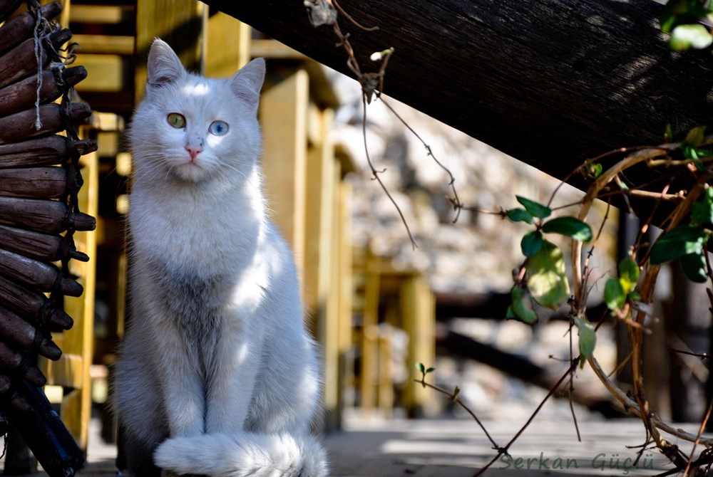 Araştırma: Bütün kedi ırkları içerisinde en saldırganı Vankedisi - 7