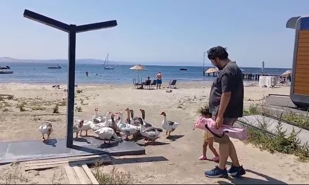 Şartlı tahliye edilen kazlar tatilcilerin ilgi odağı oldu - 5