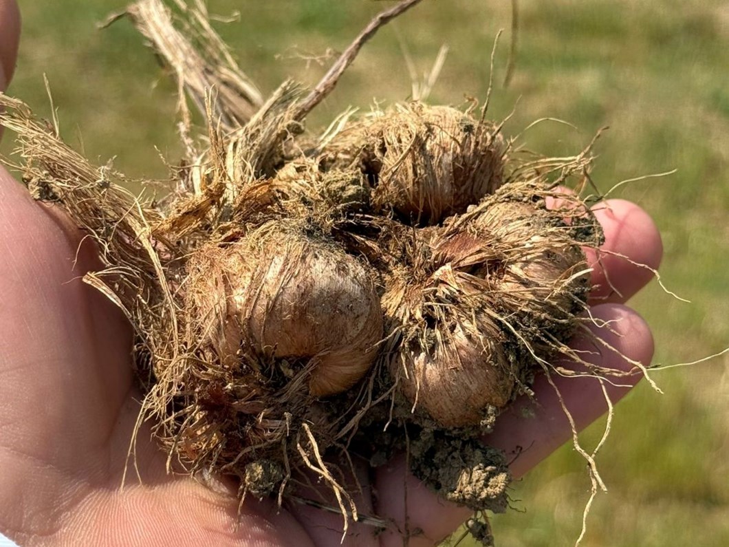 Safranbolu'da safran soğanı hasadı başladı - Son Dakika Türkiye Haberleri | NTV Haber