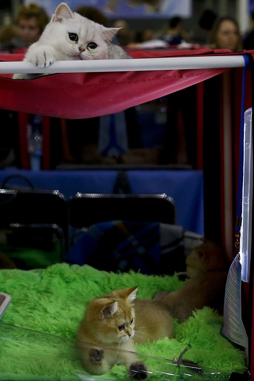 Kedi fuarından renkli fotoğraflar (Catsburg) Magazin Haberleri NTV