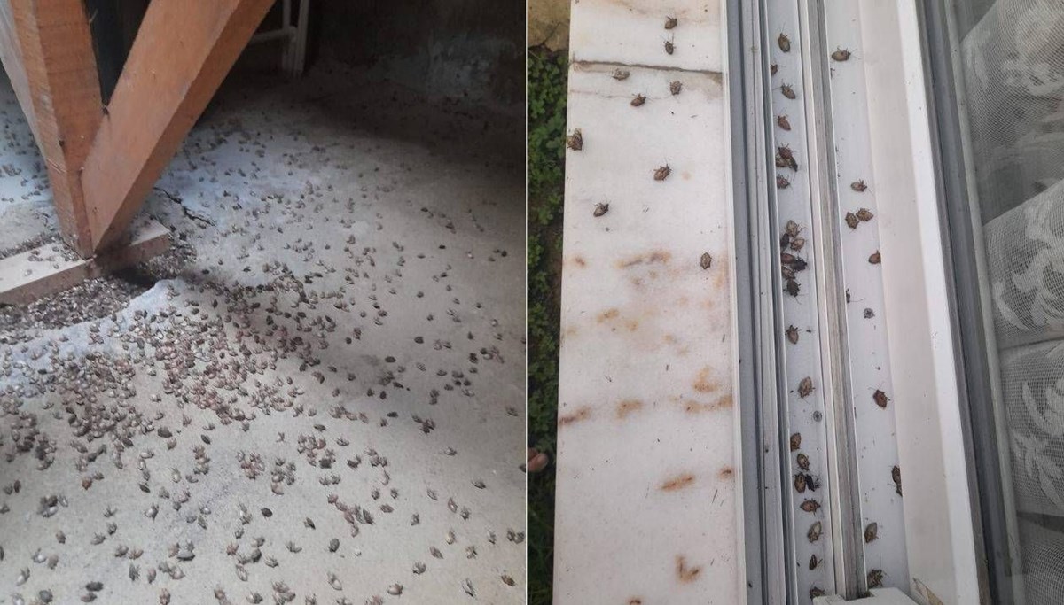 Trabzon'da istilacı böcek kabusu: 