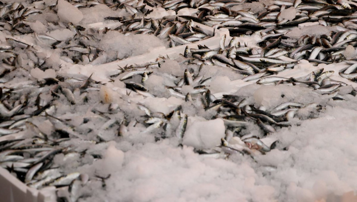 Hamsi ve sardalya bolluğu