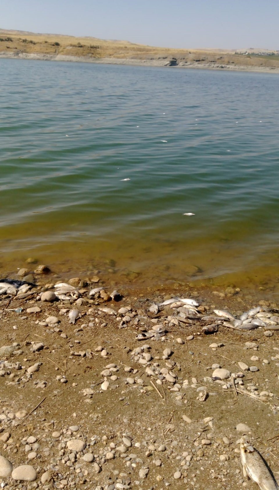 Atatürk Barajı kıyısında toplu balık ölümleri - 1