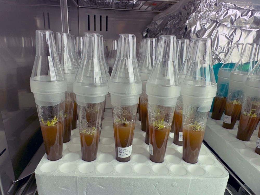 30.000 Tür Arasında Bir Kayıp: Türkiye'nin Nadir Likya Salebi Tükeniyor mu? 78 wV2PVO4RykeQ0 c5kXkMJA