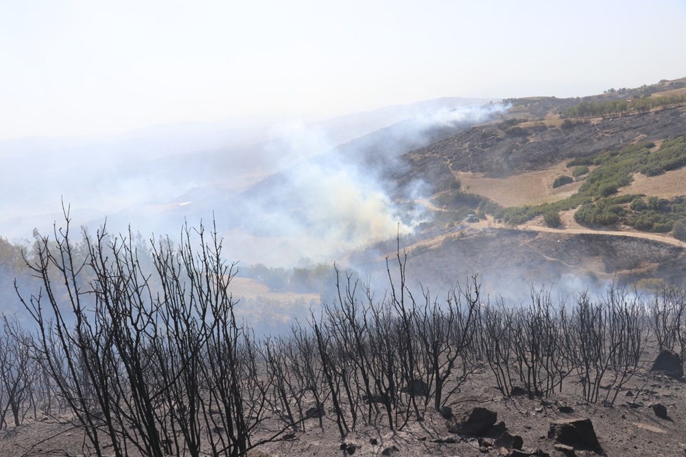 Yanan bölgelere hangi ağaç? Uzmanlar yanıtladı - 4