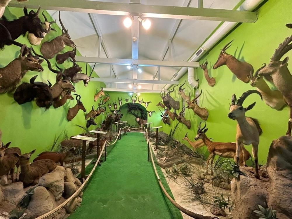 İstanbul’da dondurulmuş hayvan müzesine operasyon: Timsah,
aslan, çita, bizon tahnitlerine el konuldu - 3